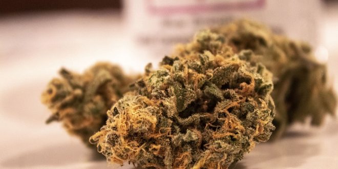 grossiste de fleur cbd